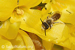 Andrena praecox on Forsythia (C323032)