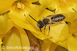 Andrena praecox on Forsythia (C323033)