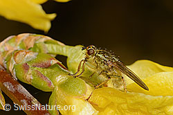 Gelbe Dungfliege (Scathophaga stercoraria)