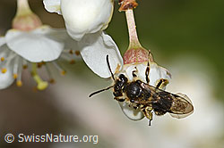C323056: Rotschopfige Sandbiene (Andrena haemorrhoa) an Schwarzdorn (Prunus spinosa)
