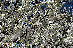 Prunus spinosa (C323101)