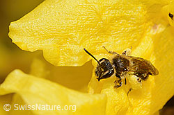 Andrena praecox on Forsythia (C323108)