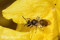 Frühe Lockensandbiene (Andrena praecox) an Forsythie (Forsythia) (07.04.2025, C323109)