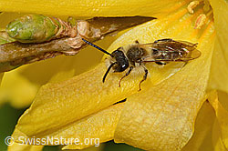 Andrena praecox on Forsythia (C323113)