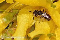 Gewöhnliche Schmalbiene (Lasioglossum calceatum) an Forsythie (Forsythia) (C323118)