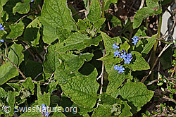 Kaukasusvergissmeinnicht (Brunnera macrophylla) (C323130) Kaukasusvergissmeinnicht (Brunnera macrophylla) (C323130)