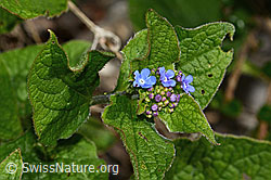 Kaukasusvergissmeinnicht (Brunnera macrophylla) (C323132) Kaukasusvergissmeinnicht (Brunnera macrophylla) (C323132)