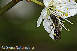 Gewöhnliche Zwergsandbiene (Andrena minutula) an Schwarzdorn (Prunus spinosa) (C323210)