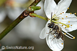 Gewöhnliche Zwergsandbiene (Andrena minutula) an Schwarzdorn (Prunus spinosa) (C323212)