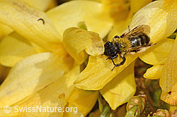 Zweifarbige Sandbiene (Andrena bicolor) an Forsythie (Forsythia) (C323220)