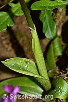 Männliches Knabenkraut (Orchis mascula) (C328899)