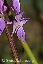 Männliches Knabenkraut (Orchis mascula) (C328904)