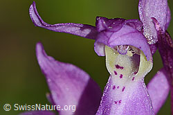 Männliches Knabenkraut (Orchis mascula) (C328913)