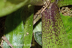 Männliches Knabenkraut (Orchis mascula) (C328919)