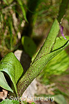 Männliches Knabenkraut (Orchis mascula) (C328920)