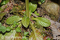 Kriechender Günsel (Ajuga reptans) (C328928) Kriechender Günsel (Ajuga reptans) (C328928)