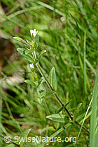 Foto: Quell-Hornkraut (Cerastium fontanum spp. fontanum)