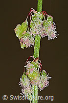 Wiesen-Sauerampfer (Rumex acetosa) (C328952)