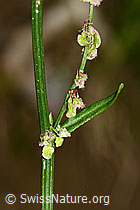 Wiesen-Sauerampfer (Rumex acetosa) (C328955)