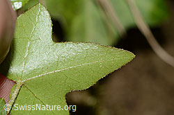 Efeu (Hedera helix) (C328968)