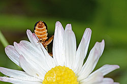 Rotgelber Weichkäfer (Rhagonycha fulva) an Gänseblümchen (Bellis perennis) (C328970) Rotgelber Weichkäfer (Rhagonycha fulva) an Gänseblümchen (Bellis perennis) (C328970)