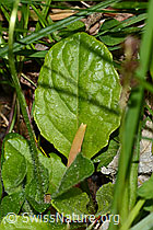 Gänseblümchen (Bellis perennis) (C328979) Gänseblümchen (Bellis perennis) (C328979)
