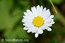 Gänseblümchen (Bellis perennis) (C328980) Gänseblümchen (Bellis perennis) (C328980)