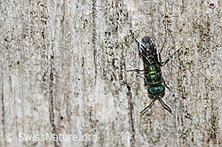 Chrysis iris (Goldwespe) (C329133)