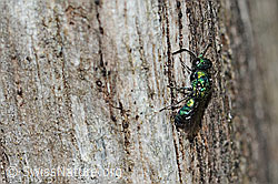 Chrysis iris (Goldwespe) (C329140)