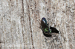 Chrysis iris (Goldwespe) (C329145)