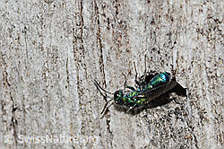 Chrysis iris (Goldwespe) (C329148)