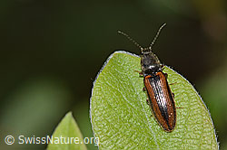 Gebänderter Schnellkäfer (Athous vittatus) (C329157)