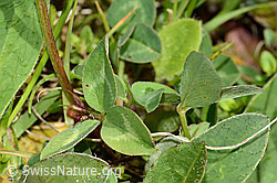 Rot-Klee (Trifolium pratense) (C329268) Rot-Klee (Trifolium pratense) (C329268)