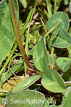 Rot-Klee (Trifolium pratense) (C329269) Rot-Klee (Trifolium pratense) (C329269)