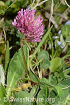 Rot-Klee (Trifolium pratense) (C329274) Rot-Klee (Trifolium pratense) (C329274)