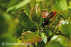 Photo: Amblyjoppa fuscipennis on Berberis vulgaris
