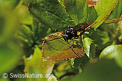 Photo: Amblyjoppa fuscipennis on Berberis vulgaris