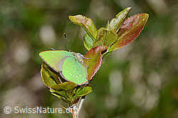 Callophrys rubi on Berberis vulgaris (C330117)