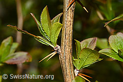 Gewöhnliche Berberitze (Berberis vulgaris) (C330129)