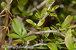 Gewöhnliche Berberitze (Berberis vulgaris) (C330130)