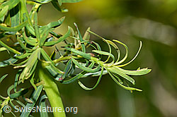 Zypressen-Wolfsmilch (Euphorbia cyparissias) (C330181) Zypressen-Wolfsmilch (Euphorbia cyparissias) (C330181)