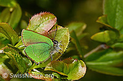Callophrys rubi on Berberis vulgaris (C330184)