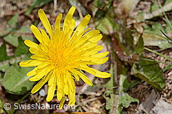 Gewöhnlicher Löwenzahn (Taraxacum officinale) (C330216)