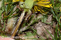 Gewöhnlicher Löwenzahn (Taraxacum officinale) (C330218)