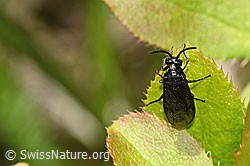Berberitzenblattwespe (Arge berberidis) auf Gewöhnliche Berberitze (Berberis vulgaris) (C330229)