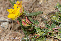 Alpen-Hornklee (Lotus alpinus) (C330293) Alpen-Hornklee (Lotus alpinus) (C330293)