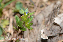Feld-Ehrenpreis (Veronica arvensis) (C330378)