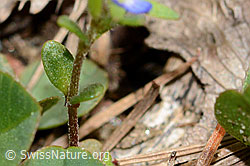 Feld-Ehrenpreis (Veronica arvensis) (C330380)