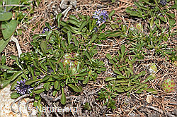 Herzblättrige Kugelblume (Globularia cordifolia) (C330399) Herzblättrige Kugelblume (Globularia cordifolia) (C330399)