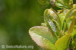 Grüne Blattwespe ( Rhogogaster viridis) auf Gewöhnliche Berberitze (Berberis vulgaris) (C330404)